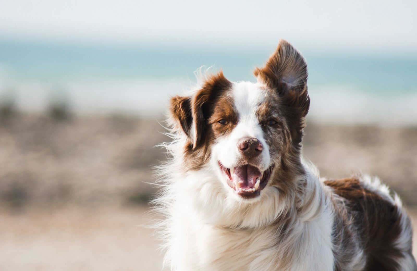 Assurance Chien