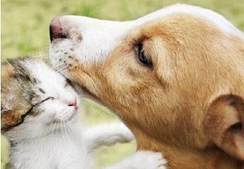 Assurance Chien