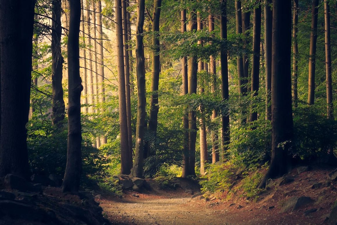 Assurance des Forêts