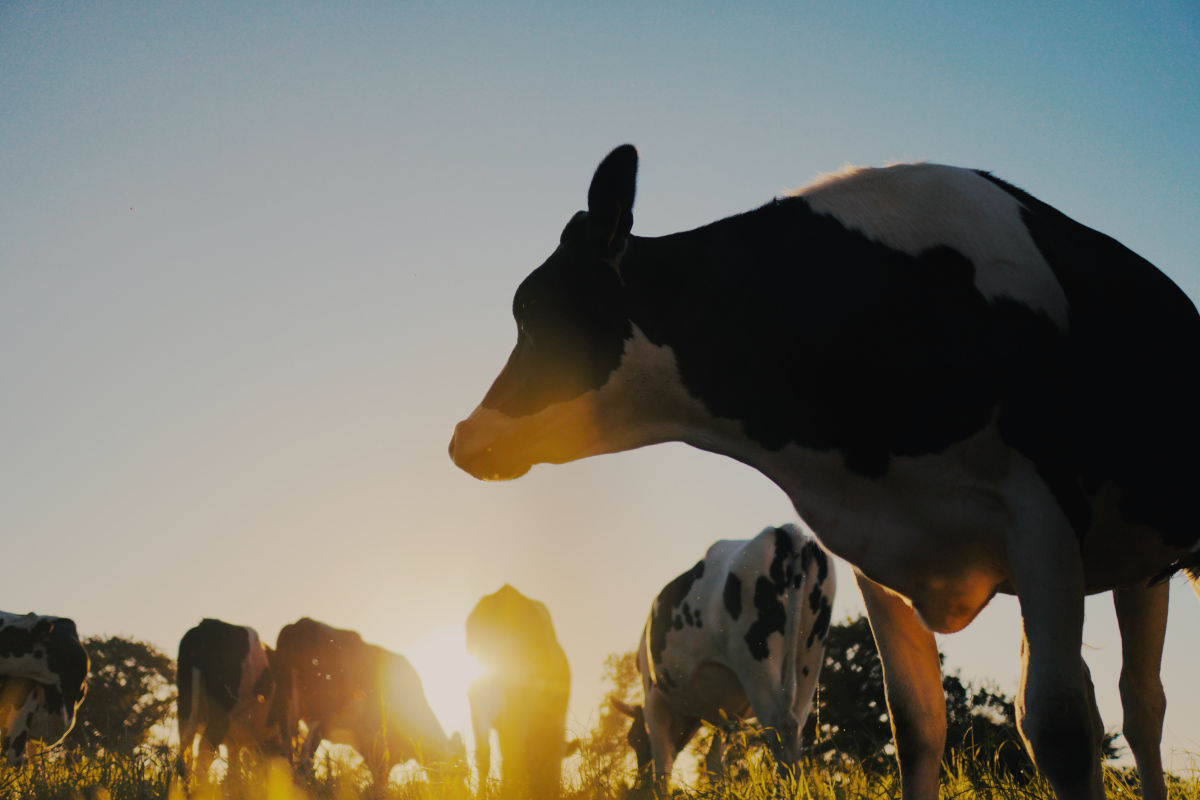 Investissements agricoles