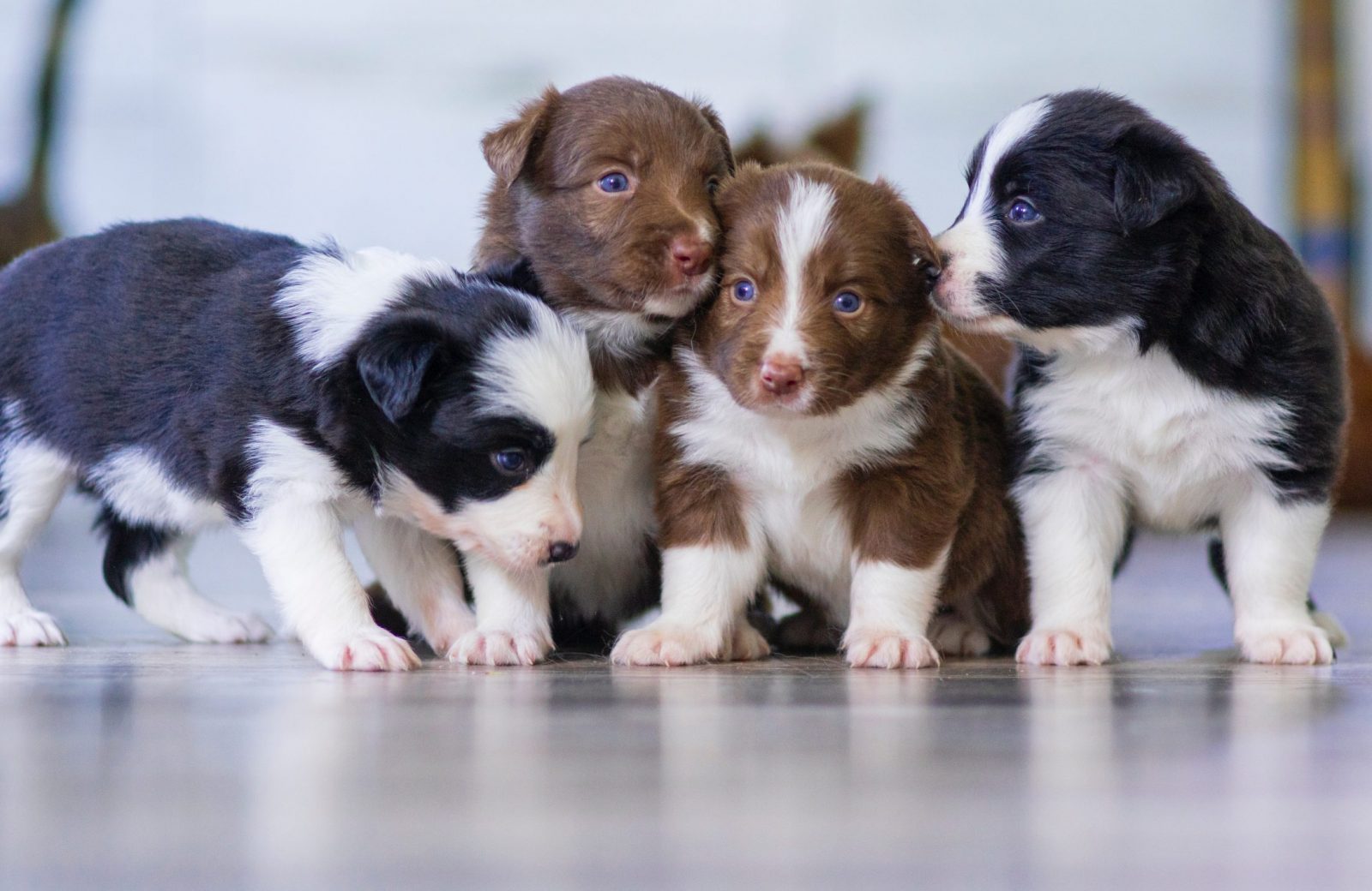 Professionnel de l&rsquo;élevage (chien et chat)