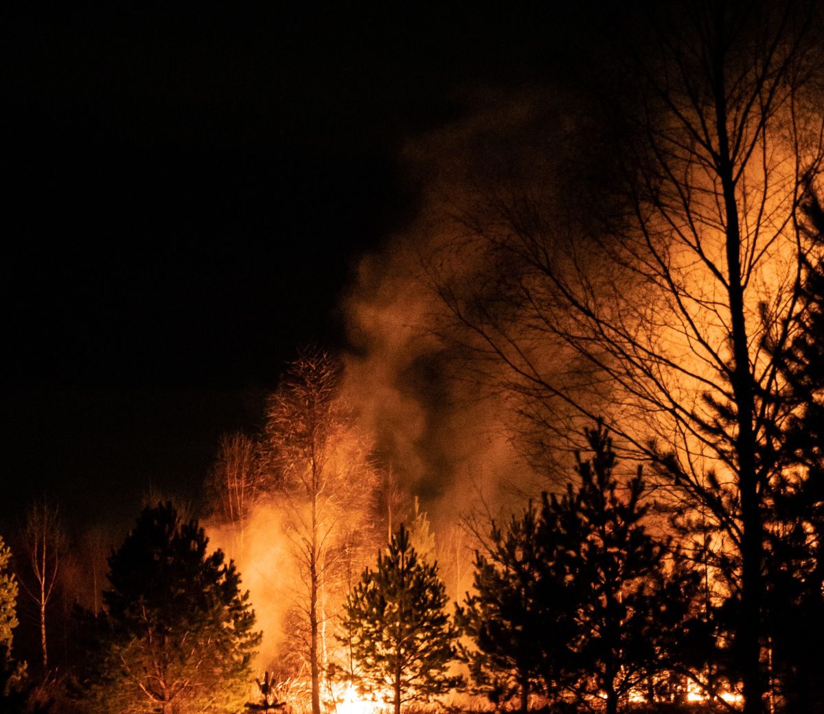 Propriétaire forestier