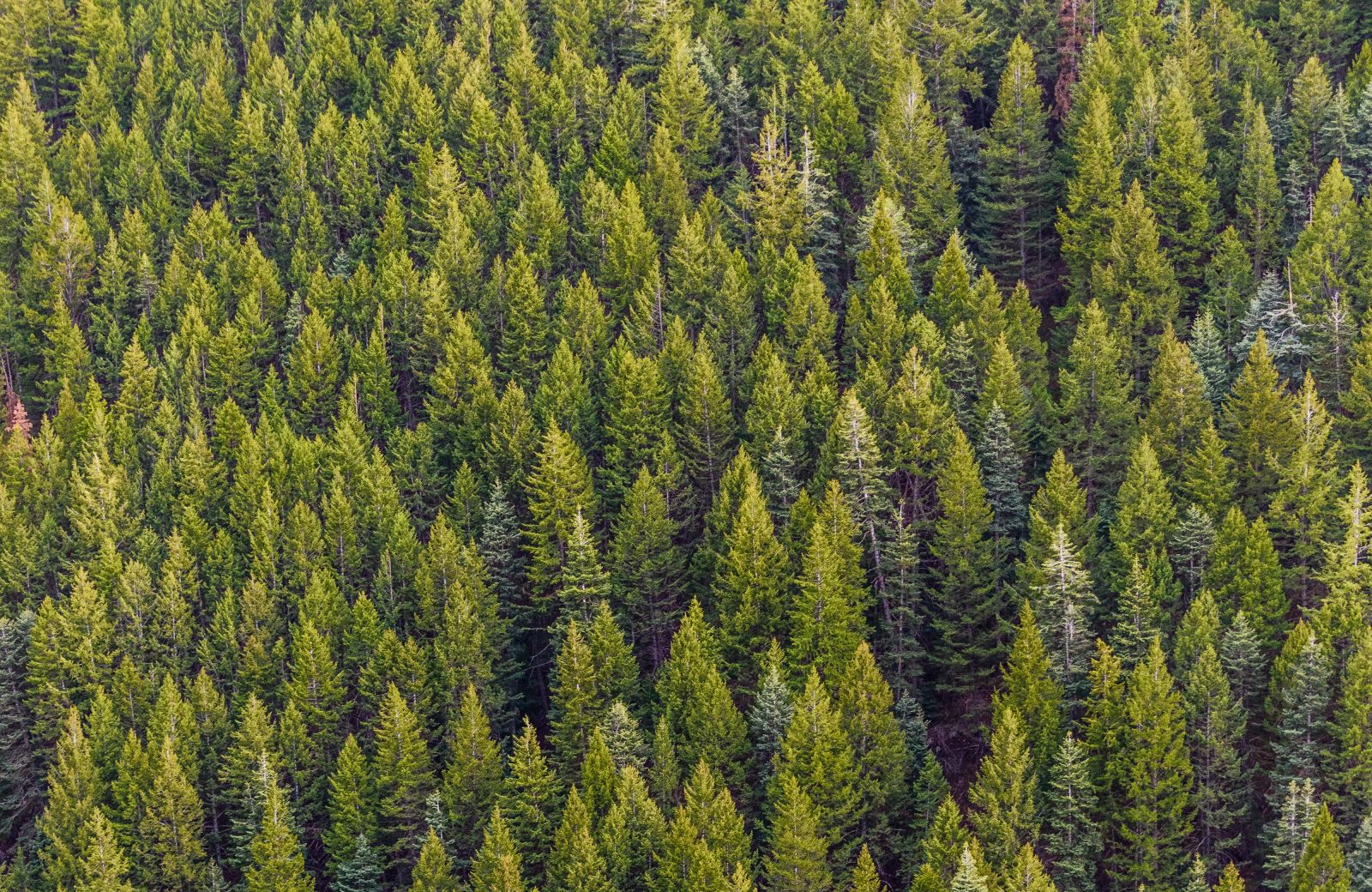 Propriétaire forestier